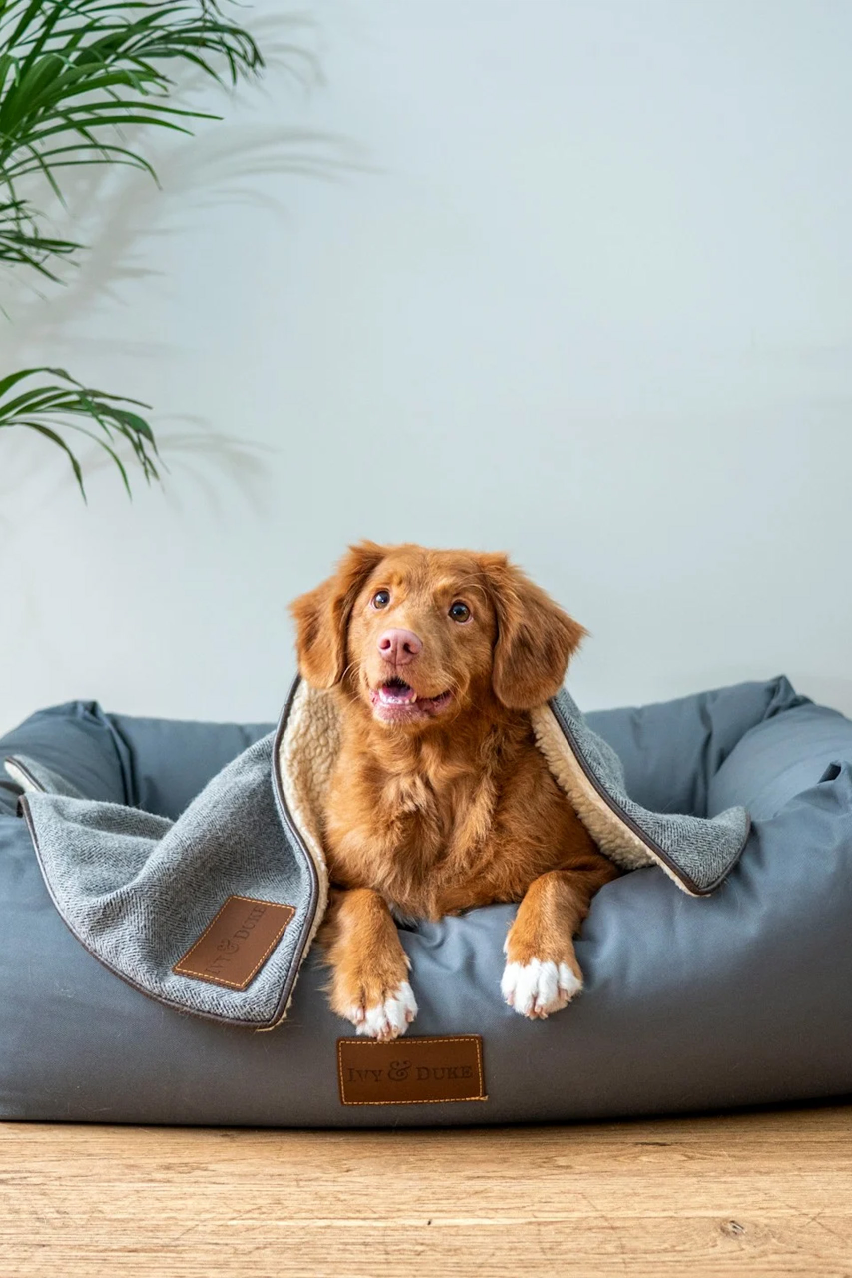 hotel canino