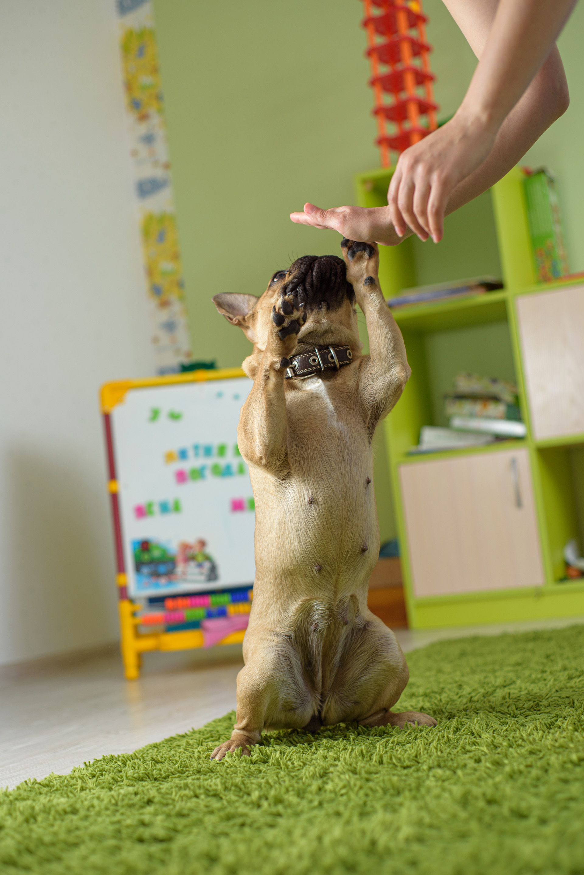 persona-perro-hogar copia